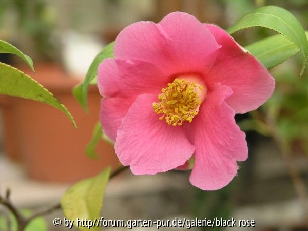 C. jap. Mary Christian