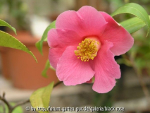 C. jap. Mary Christian