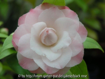 C. jap. Nuccio´s Perl