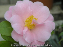 C. hyb. Pink Icicle