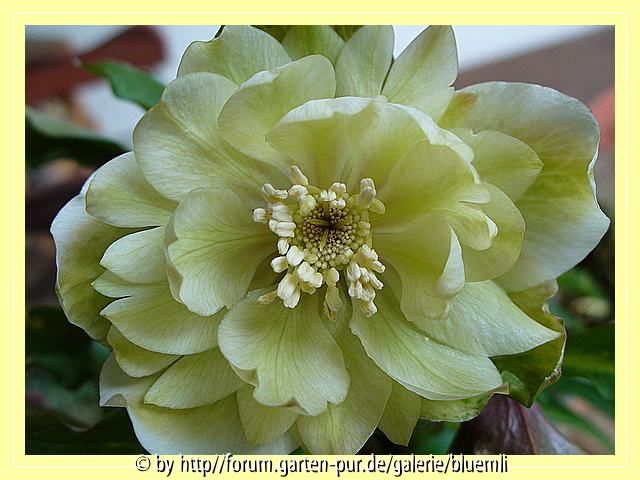 Helleborus_2008