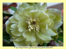 Helleborus_2008