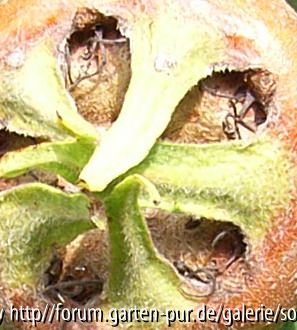 Welche Frucht ist das?