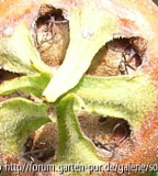Welche Frucht ist das?