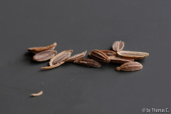 Dill