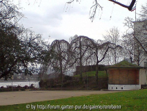 Bonn alter zoll märz 08.jpg