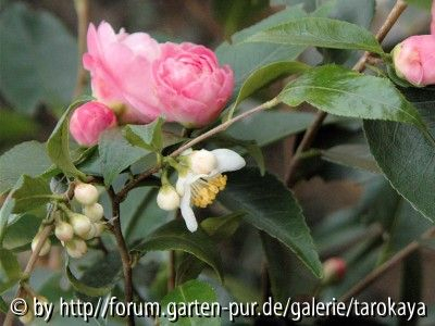 C.forrestii/sweet jane
