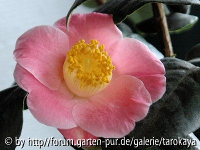 goshozakura