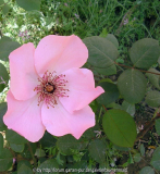 Dainty Bess