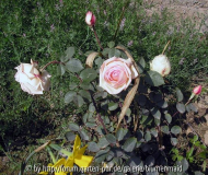 Henriette de Snoy
