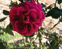 Unbekannte einheimische Rose
