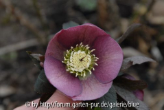 Helleborus orientalis
