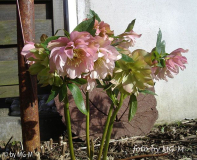 Helleborus Smlg rosa dopp kap-horn