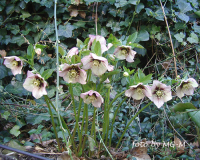 Helleborus picotee Herz