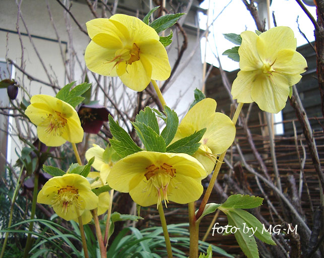 Helleborus gelb Ash06