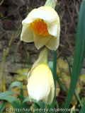 narzissen märz 2008 1.jpg