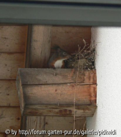 Aha wohl auf Wohnungssuche