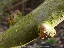 Apfelbaum krank 1