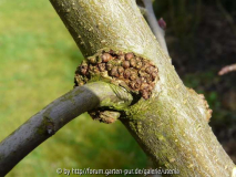 Apfelbaum krank 2
