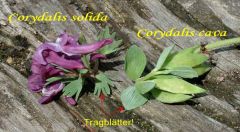 Corydalis solida/cava - Unterscheidungsmerkmal
