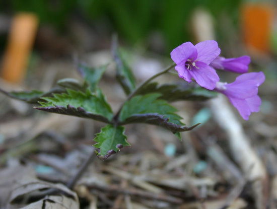 Dentaria glandulosa