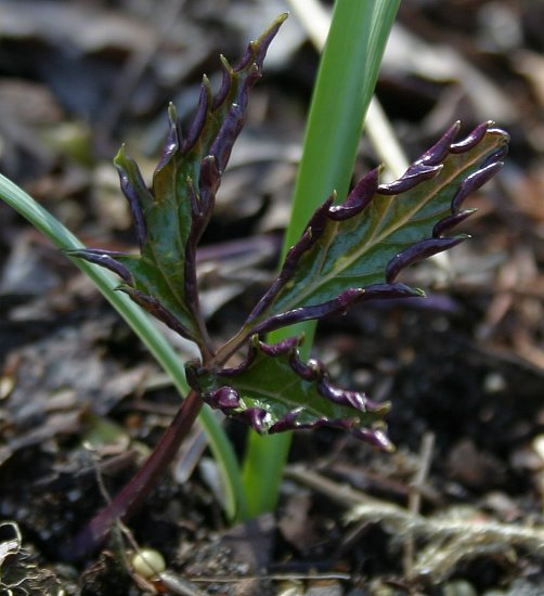 Dentaria glandulosa - Austrieb