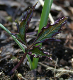 Dentaria glandulosa - Austrieb
