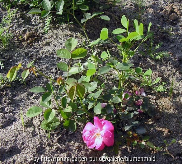 Rätselrose1