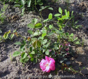 Rätselrose1