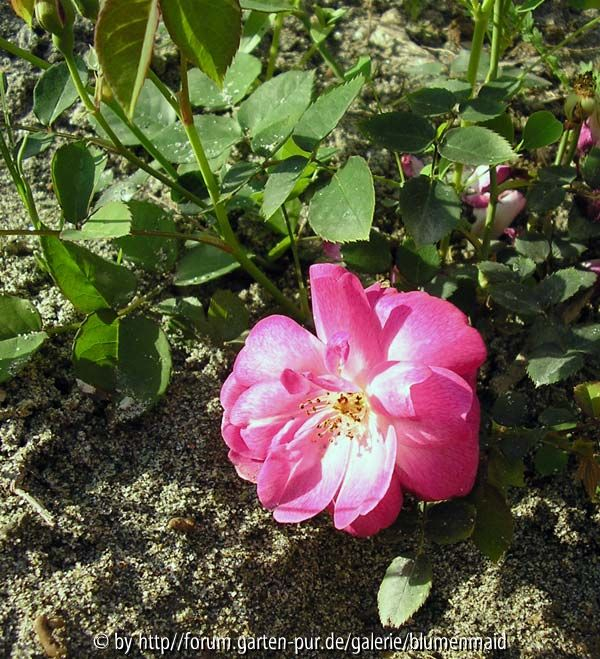 Rätselrose1-nah