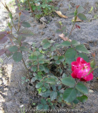 Rätselrose2