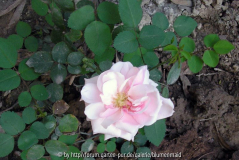 Rätselrose3
