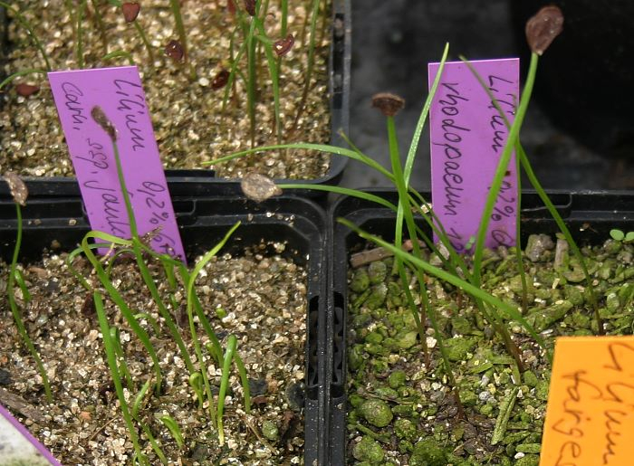 Lilium rhodopaeum + carniolicum ssp. jankae Sämlinge