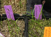 Lilium rhodopaeum + carniolicum ssp. jan