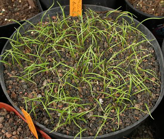 Lilium species (Trichtelilie aus China) - Sämlinge