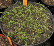 Lilium species (Trichtelilie aus China) - Sämlinge