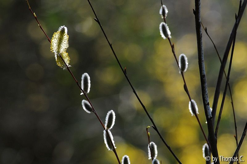 Weidenkätzchen im Licht