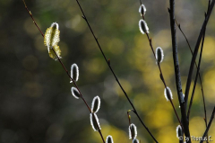 Weidenkätzchen im Licht