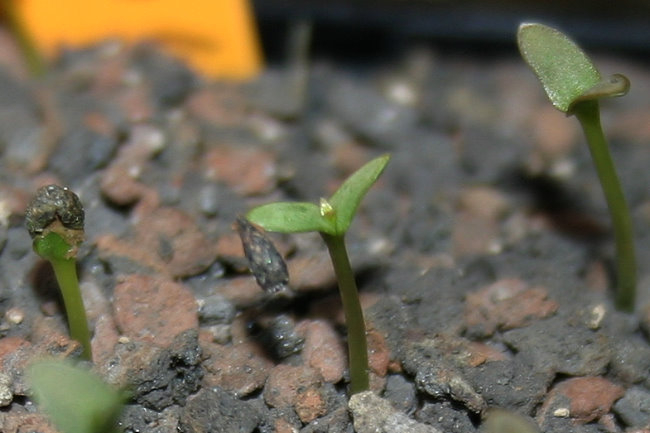 Viola cotyledon - Sämling 2