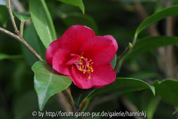 Camellia species?