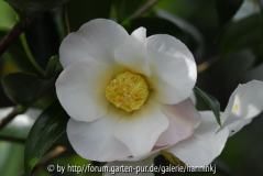 Camellia saluensis