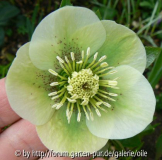 Helleborus weiss 08_03_08 1.jpg