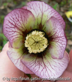 Helleborus geadert 08_03_08 1.jpg