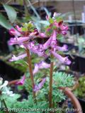 Corydalis solida Form aus dem Penza-Strain