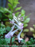 Corydalis solida Form aus dem Penza-Strain II