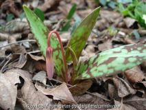 Erythronium dens-canis 'Sensation'