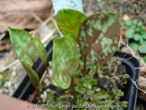 Erythronium dens-canis Sämlinge