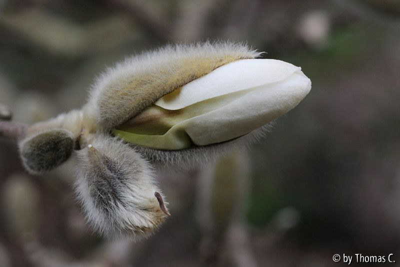 Sternmagnolie entfaltet sich