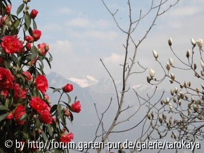 reticulata & magnolia