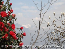 reticulata & magnolia